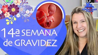 14ª SEMANA DE GESTAÇÃO | Tamanho do Feto, Colostro, Barriga de 4 meses | 2º TRIMESTRE DE GRAVIDEZ