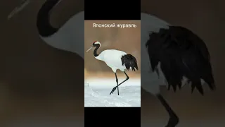 Виды журавлей 🐦