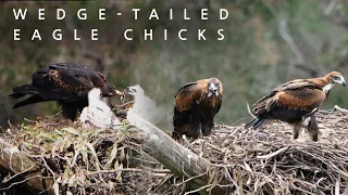 Wedge-tailed Eagle family 4K - Iconic Australian Birds