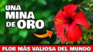 ESTO es una MINA DE ORO NATURAL!! La PLANTA de HIBISCO o FLOR DE CHINA | Usos Curativos y Cuidados