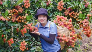 Harvesting rambutan and avocado orchards Going to the market to sell Lucia's daily life