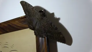 Black Witch Moth - Ascalapha Odorata