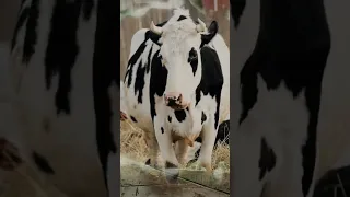 коровы и телята