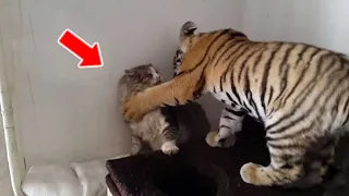 Mother Cat Adopted A Tiger Cub. A Few Years Later, Something No One Expected Happened!