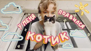 мечта сбылась! у меня появился котик 💔 уютный влог