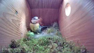5th April 2021 - Blue tit nest box live camera highlights