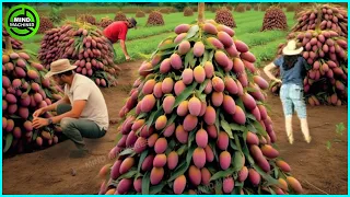 The Most Modern Agriculture Machines That Are At Another Level,How To Harvest Mangoes In Farm ▶5