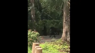 Two Cane Corsos Attacking A Baby Bear