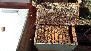 Is it time to place honey supers on your hive?