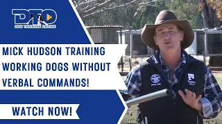 Mick Hudson Training Working Dogs Without Verbal Commands!