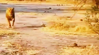 Male Lion Chasing Tourist vehicle in full speed | Dangerous Lion Encounter