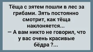 Теща с Зятем Пошли в Лес за Грибами! Сборник Свежих Анекдотов! Юмор!