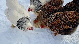 Taking Care of Backyard Chickens and Goose in the Coldest Days of Winter