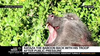 Kataza, the Kommetjie baboon released back to his troop in the Cape Peninsula