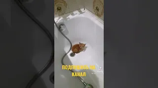 КОТЁНОК НЕ ХОЧЕТ МЫТЬСЯ