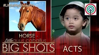 Little Big Shots Philippines: Kian | 4-year-old Little Animal Lover and Scientific Name Expert