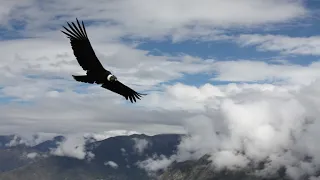 El Condor Pasa - Carol Oh(오채은) : with Lyrics(가사번역) || Rocky Mountain National Park on June 9, 2016