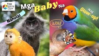 BABY ANIMALS BEFORE AND AFTER | Strange Babies of Animals | Kakaibang Anak ng Hayop