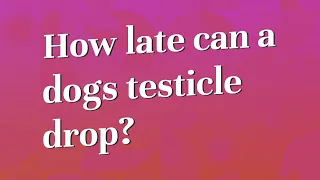 How late can a dogs testicle drop?