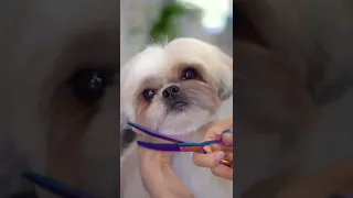 Cute dog hair cutting ✂️❤️🐶Looks 5 years younger!