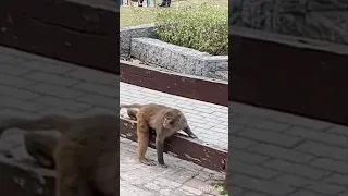 Funny Monkey | Monkeys at Daman Koh Islamabad | Monkeys Shorts | Monkeys Videos