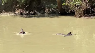 Cahill's Crossing Croc Attack
