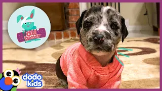 All Better Etta — Help This Puppy With Hurt Legs Learn To RUN! | Animal Videos For Kids | Dodo Kids