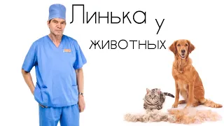 Линька домашних животных