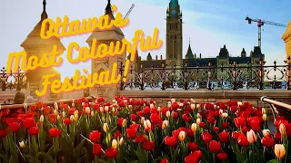 Ottawa's Most Colourful Event: All About the Canadian Tulip Festival