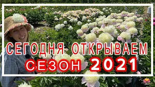 Пион TOUCH OF CLASS. Открытие цветочного сезона 2020/21 / Сад Ворошиловой