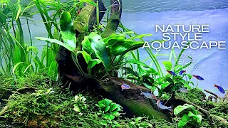 NATURE STYLE AQUASCAPE | LOW TECH NO CO2 | Creation to Conclusion | AQUASCAPING TUTORIAL