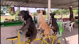 Conheça os cães que andam de bicicleta com o dono em Pernambuco
