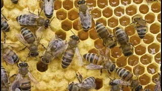 Queen Bee laying eggs!!! (complete video)