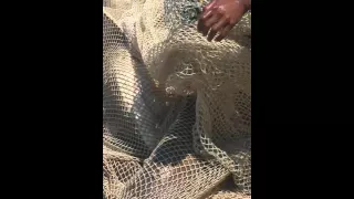 Sharks caught in net on Muizenberg beach