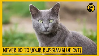 8 Things You Must Never Do to Your Russian Blue Cat