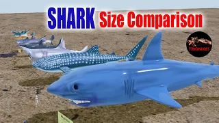 SHARK size comparison – Comparación de Tamaño del Tiburon. 3D Animation