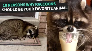 Funniest Raccoon Video Compilation 2022
