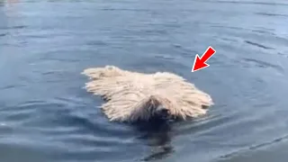 Everyone thought that a mop was floating on the lake, but suddenly it started making sounds!