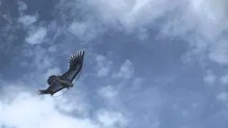 Воздушный змей Орел