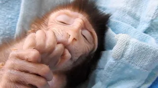 37/ Tiny cute baby VALEN suck his finger for sleep, Adorable monkey sleep well.