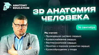 3D Анатомия для студентов. Проводящая система сердца. Кровоснабжение сердца.