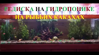 РЕДИСКА НА ГИДРОПОНИКЕ ФИТОФИЛЬТР ДЛЯ АКВАРИУМА aquaponics for the aquarium