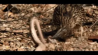 Калифорнийская кукушка- убийца гремучих змей и очень быстрая птица.
