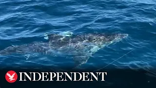 Moment fisherman accidentally catches a great white shark