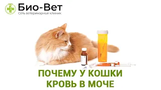 Кровь в Моче у Кошки 🙀// Причины и Что Делать // Сеть Ветклиник БИОВЕТ