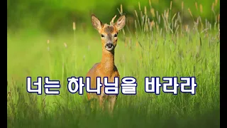 너는 하나님을 바라라  (사슴이 시냇물을) 박수영로뎀나무ccm. broom tree