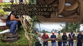 3 COBRA SA KWARTO MATAGAL TINIIS NA MAKASAMA #cobraprince #tolcobra #cobraking