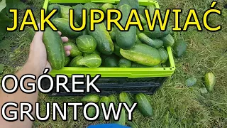 Jak uprawiać Ogórek gruntowy | Uprawa Ogórków gruntowych KROK po KROKU