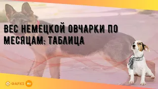 Вес немецкой овчарки по месяцам: таблица