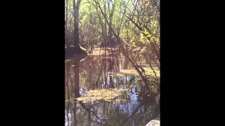 Bigfoot: New Video of Alleged 'Skunk Ape' in Florida - Original, Unedited High Definition File